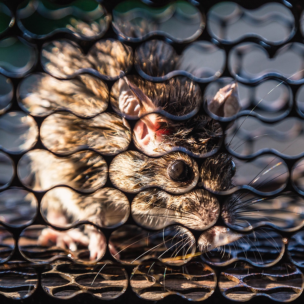 Effective Rodent Traps A Step-by-Step Guide in Central Coast NSW