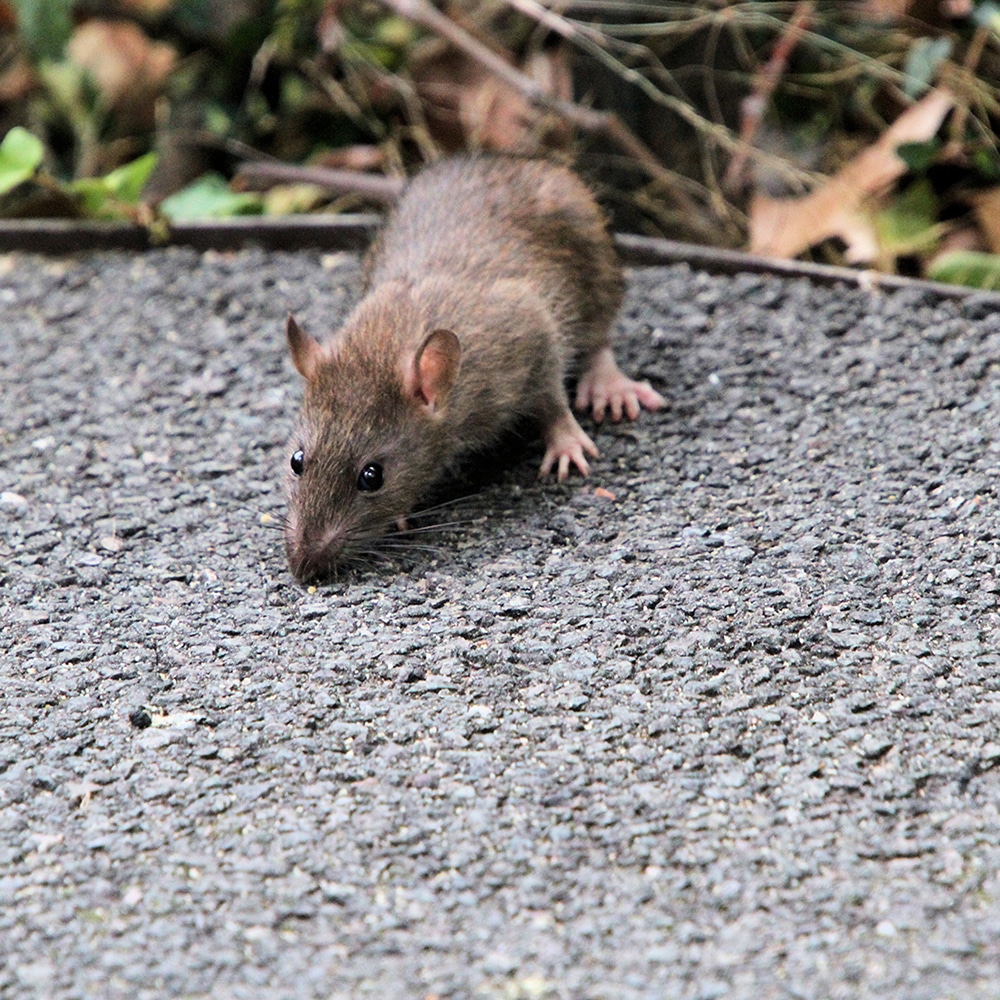 Rodents and Disease Transmission in Central Coast NSW