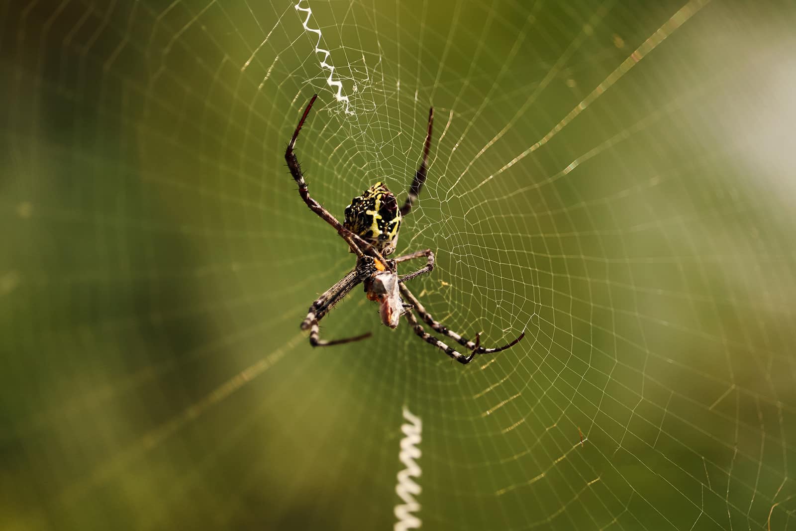 Why Do Spiders Come Back And Why in Central Coast NSW