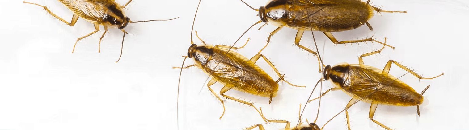 How to Get Rid of Cockroaches in Apartments and Shared Housing in Central Coast NSW