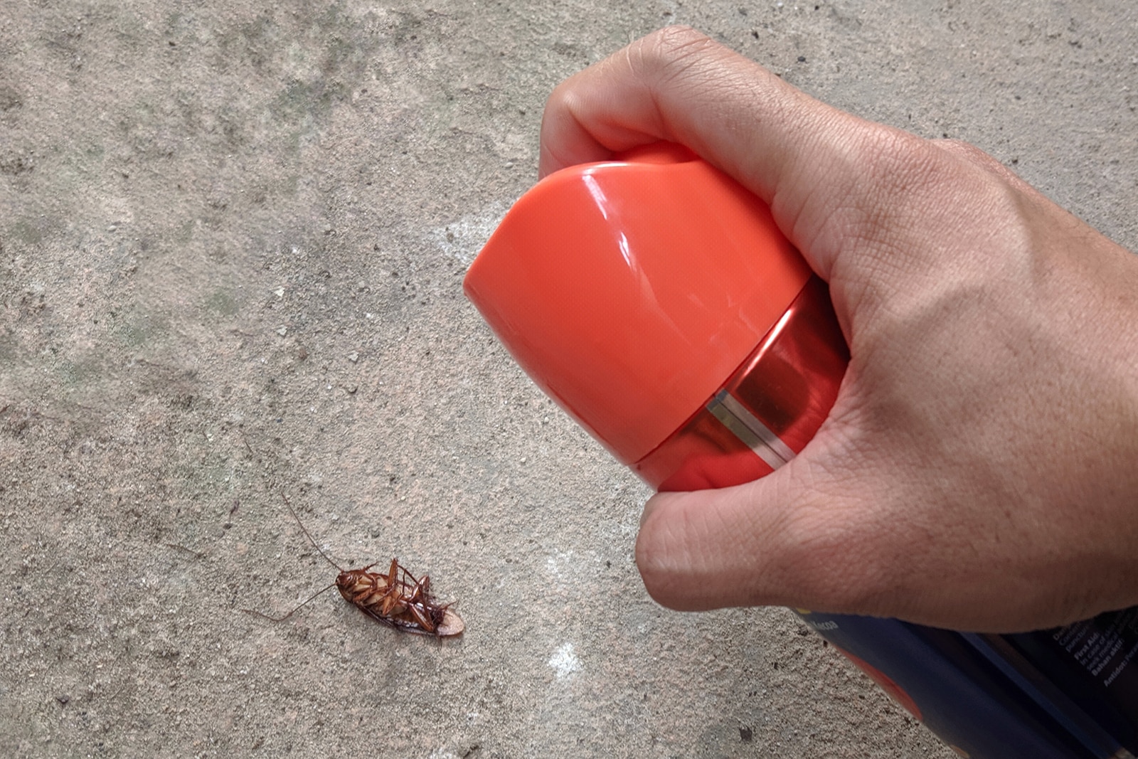 Why Do Cockroaches Keep Coming Back? in Central Coast NSW