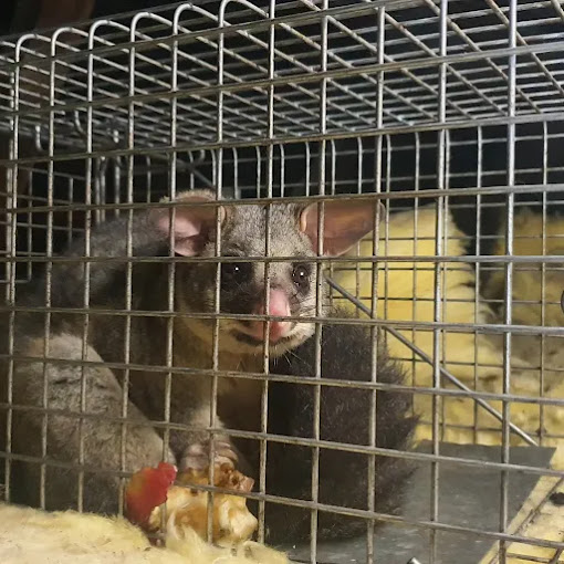 How to Humanely Trap and Relocate a Possum in Central Coast NSW
