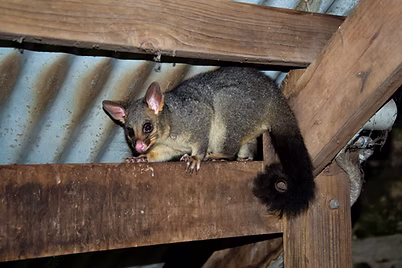 Signs You Have a Possum in Your Roof and How to Remove It in Central Coast NSW
