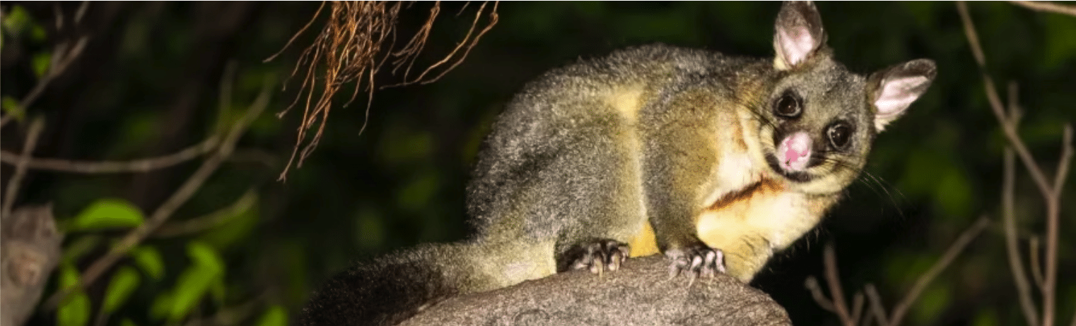 How to Keep Possums Out of Your Garden and Backyard in Central Coast NSW