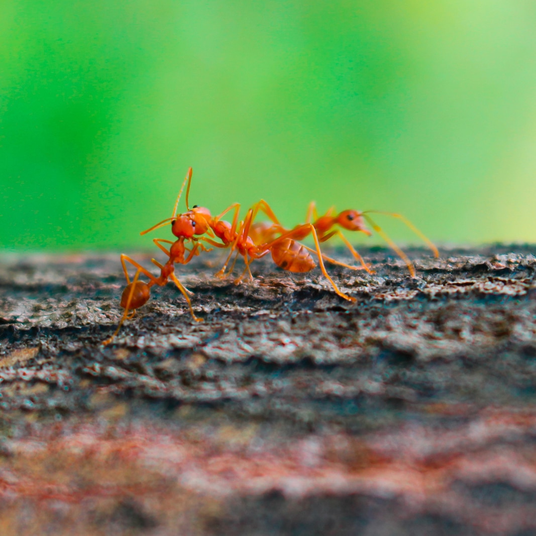 How to Prevent Ant Infestations Before They Start in Central Coast NSW