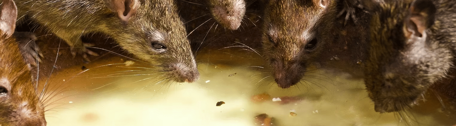 Rodent Proofing Your Property Long Term Solutions in Central Coast NSW