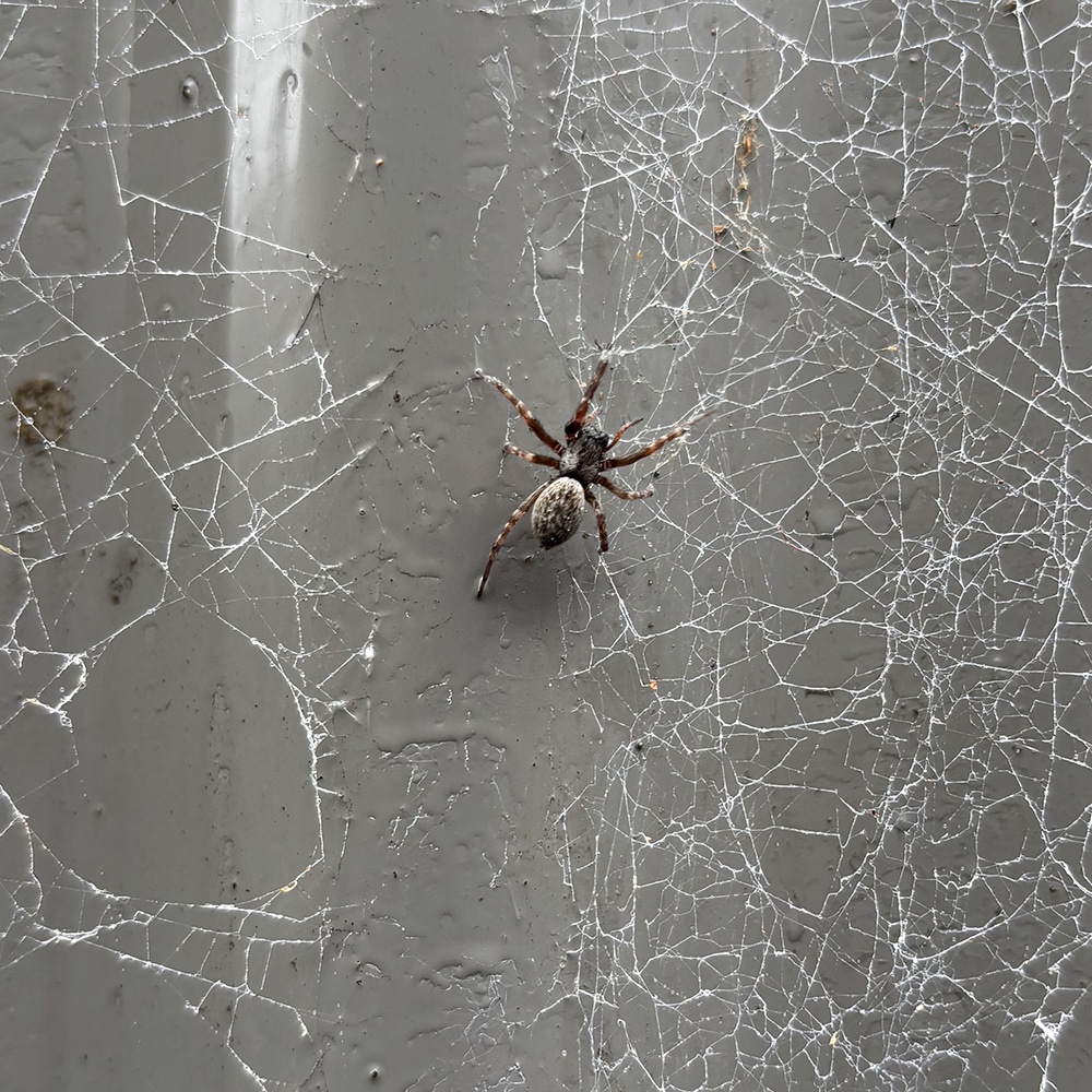 How to Keep Spiders Out of the Bedroom in Central Coast NSW
