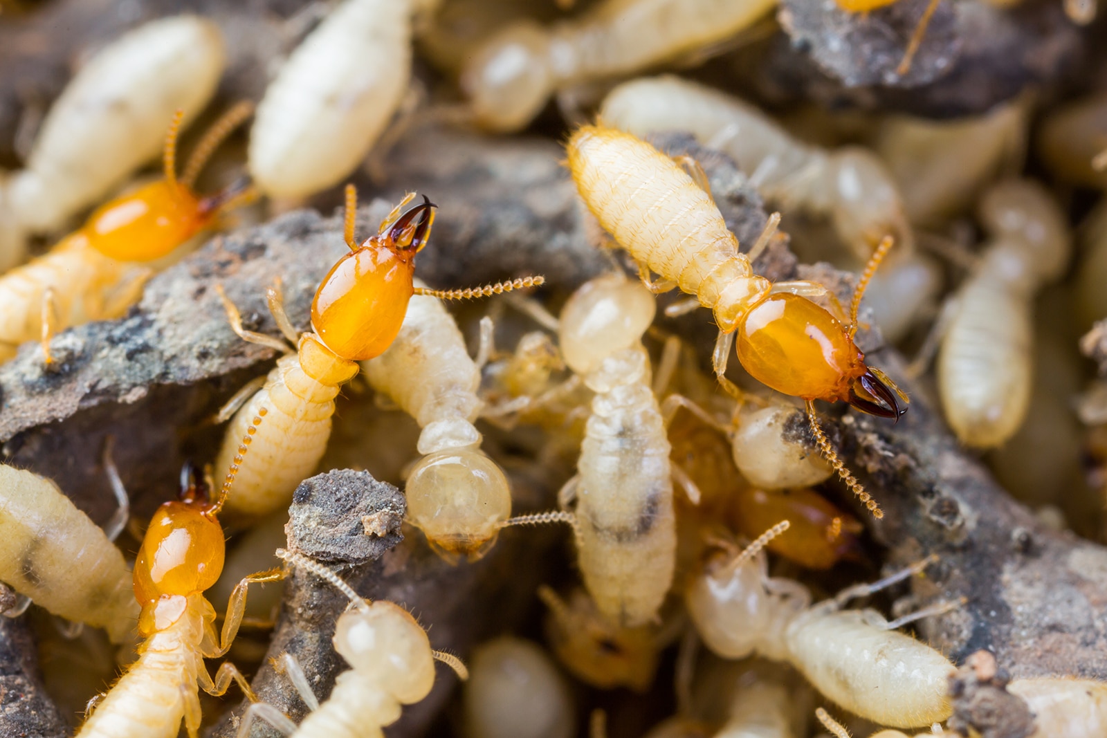 Termite Swarmers and Seasonal Infestations in Central Coast NSW