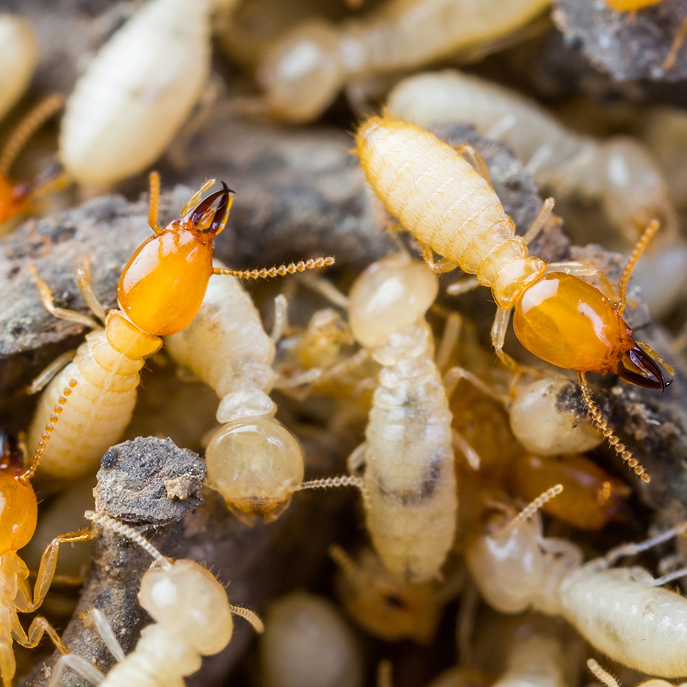 DIY Termite Control Myths Debunked in Central Coast NSW