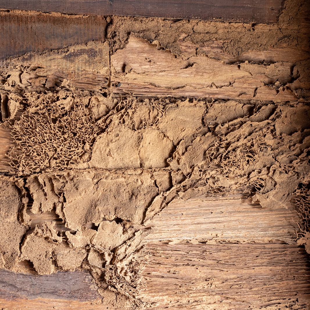 Understanding Subterranean vs Drywood Termites in Central Coast NSW