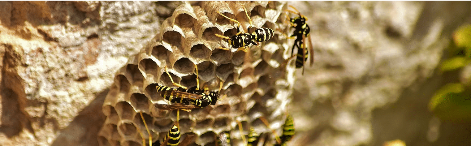 How to Get Rid of Wasps in Your Attic or Roof Space in Central Coast NSW