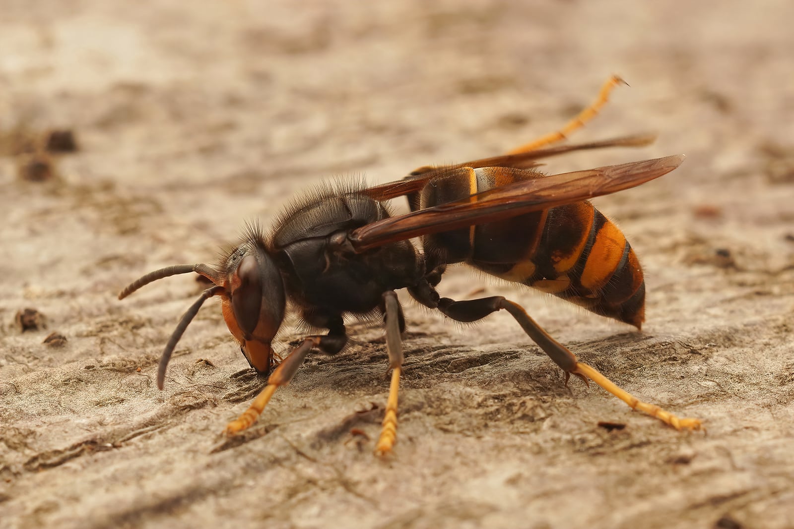 Best Wasp Traps and Baits for Effective Control in Central Coast NSW