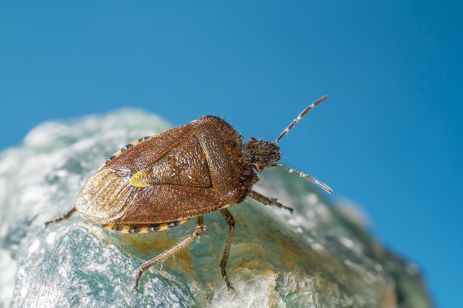 How to Get Rid of Fleas in Your Home in Central Coast NSW