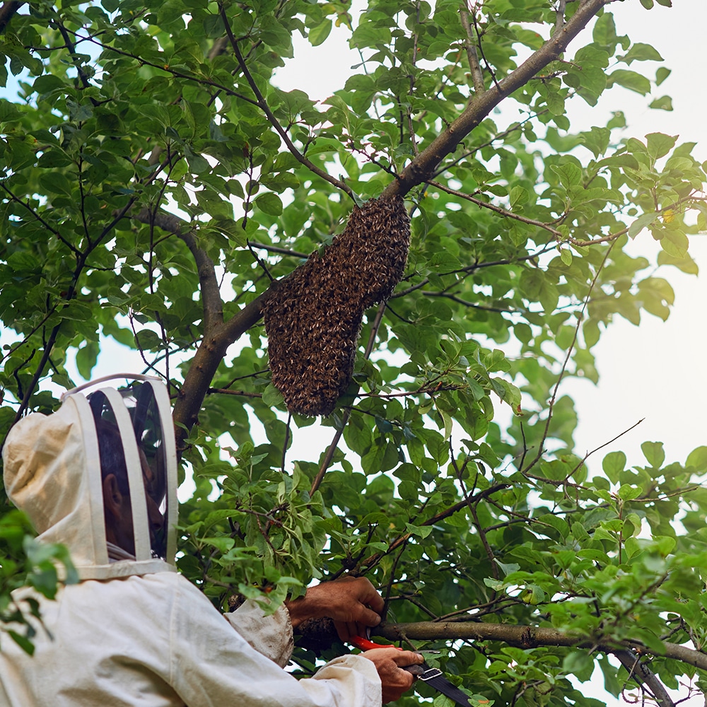 How to Protect Your Home from Wasp Infestations in Central Coast NSW